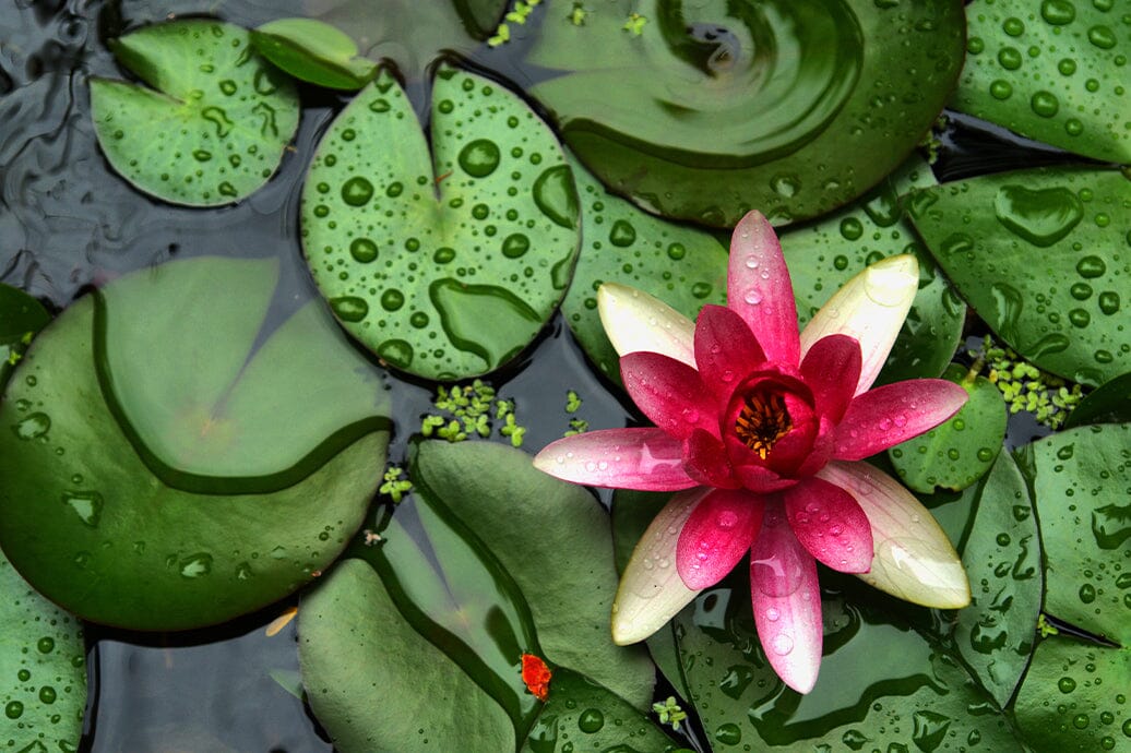 Aquatic plants