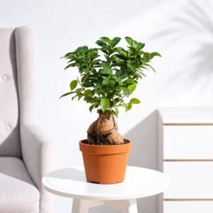 Ficus Bonsai - Plant