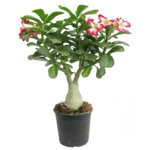 Adenium Plant, Desert Rose