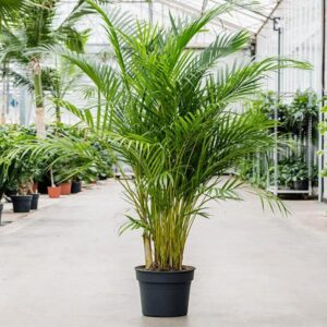 Areca Palm - Plant