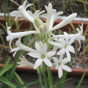 Rajnigandha, Tuberose