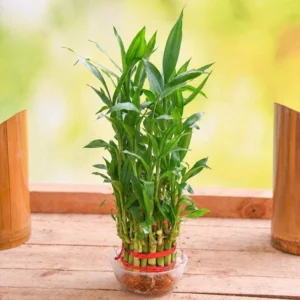 3 Layer Lucky Bamboo Plant in a Bowl