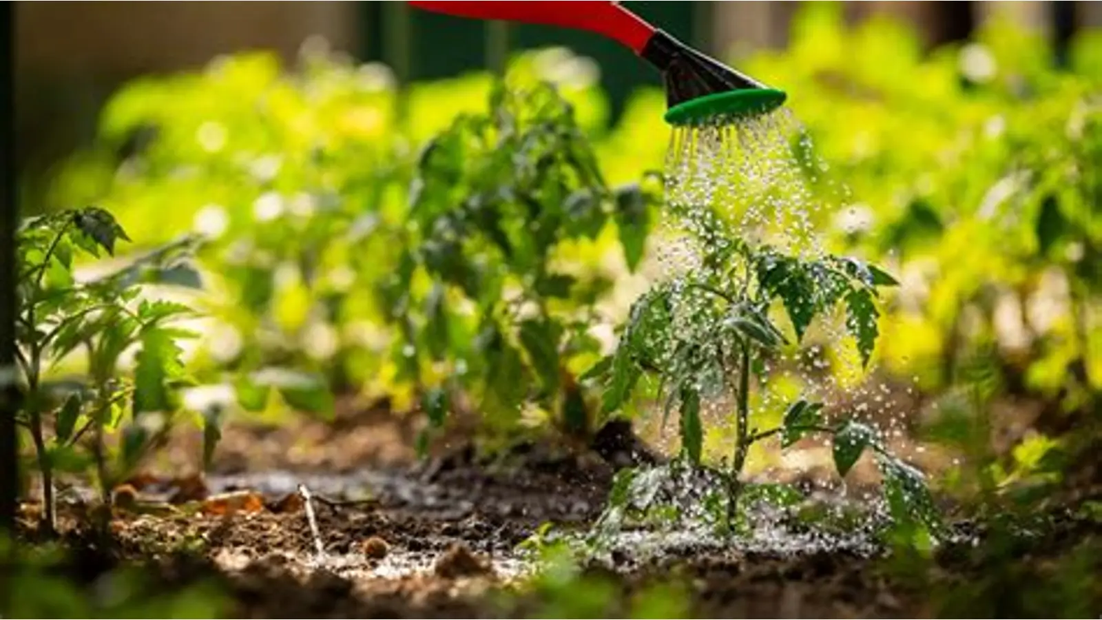 Garden Maintenance Services