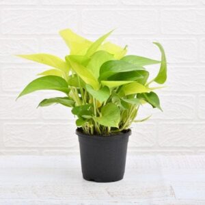 Air Purifier Money Plant with Pot
