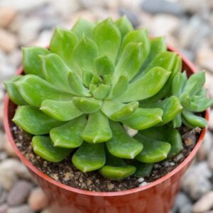 Sedeveria Green Rose Plant