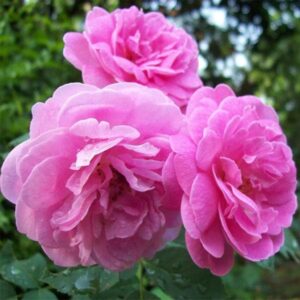Damascus Rose – Scented Rose Plant