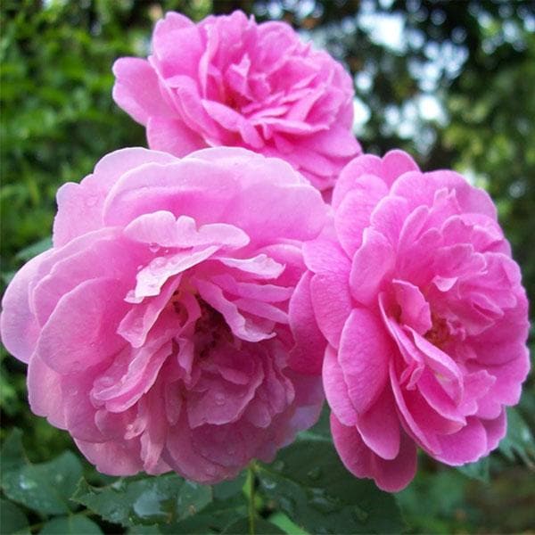 Damascus Rose – Scented Rose Plant