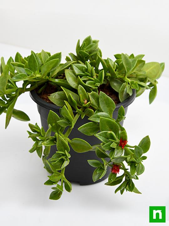 Aptenia, Heartleaf Ice - Succulent Plant - Image 2