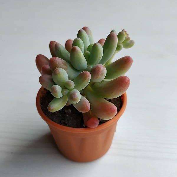 Sedum rubrotinctum Aurora - Succulent Plant